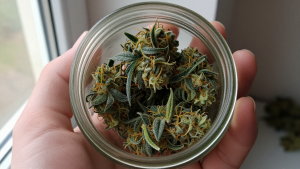 cannabis delivery